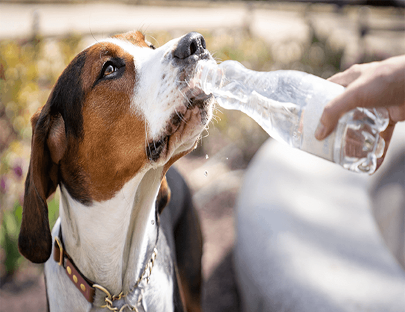 How to Keep Your Pet Cool This Summer - Safety