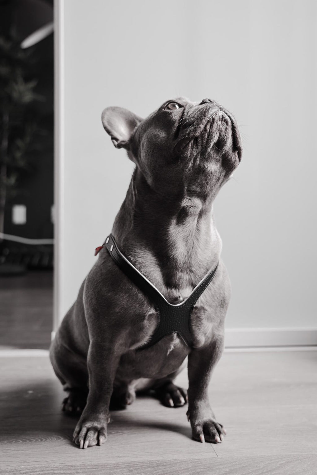 Raw For Pets