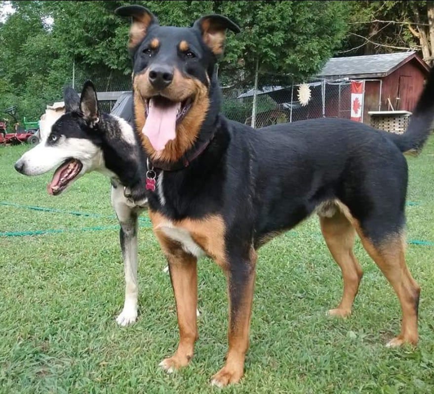 Raw For Pets