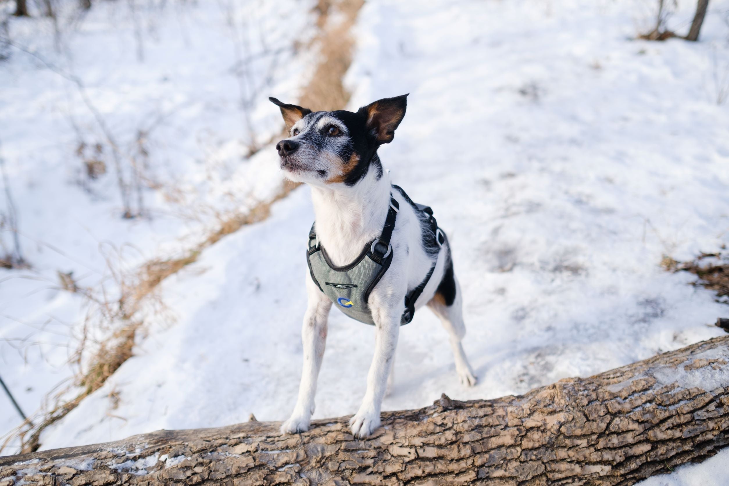 OG Defender Harness - Crash Rated Dog Harness