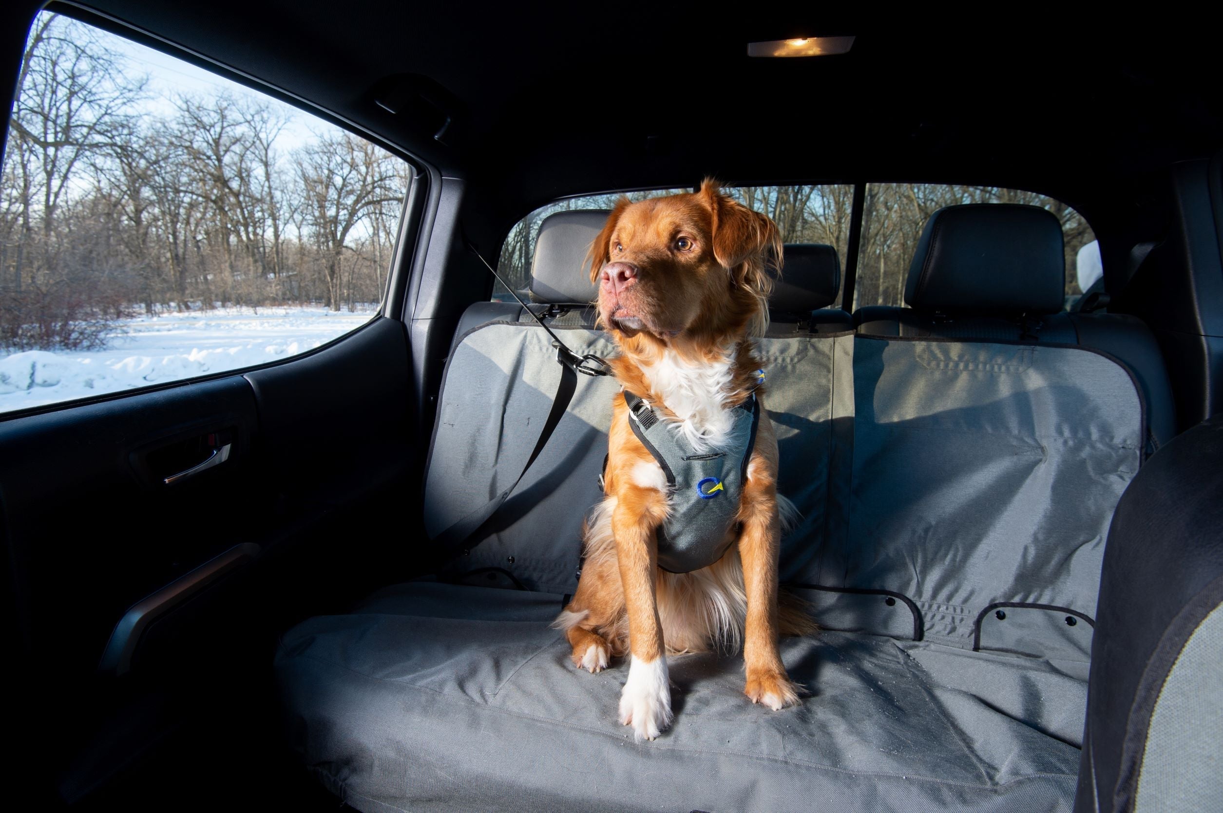 OG Defender Harness - Crash Rated Dog Harness