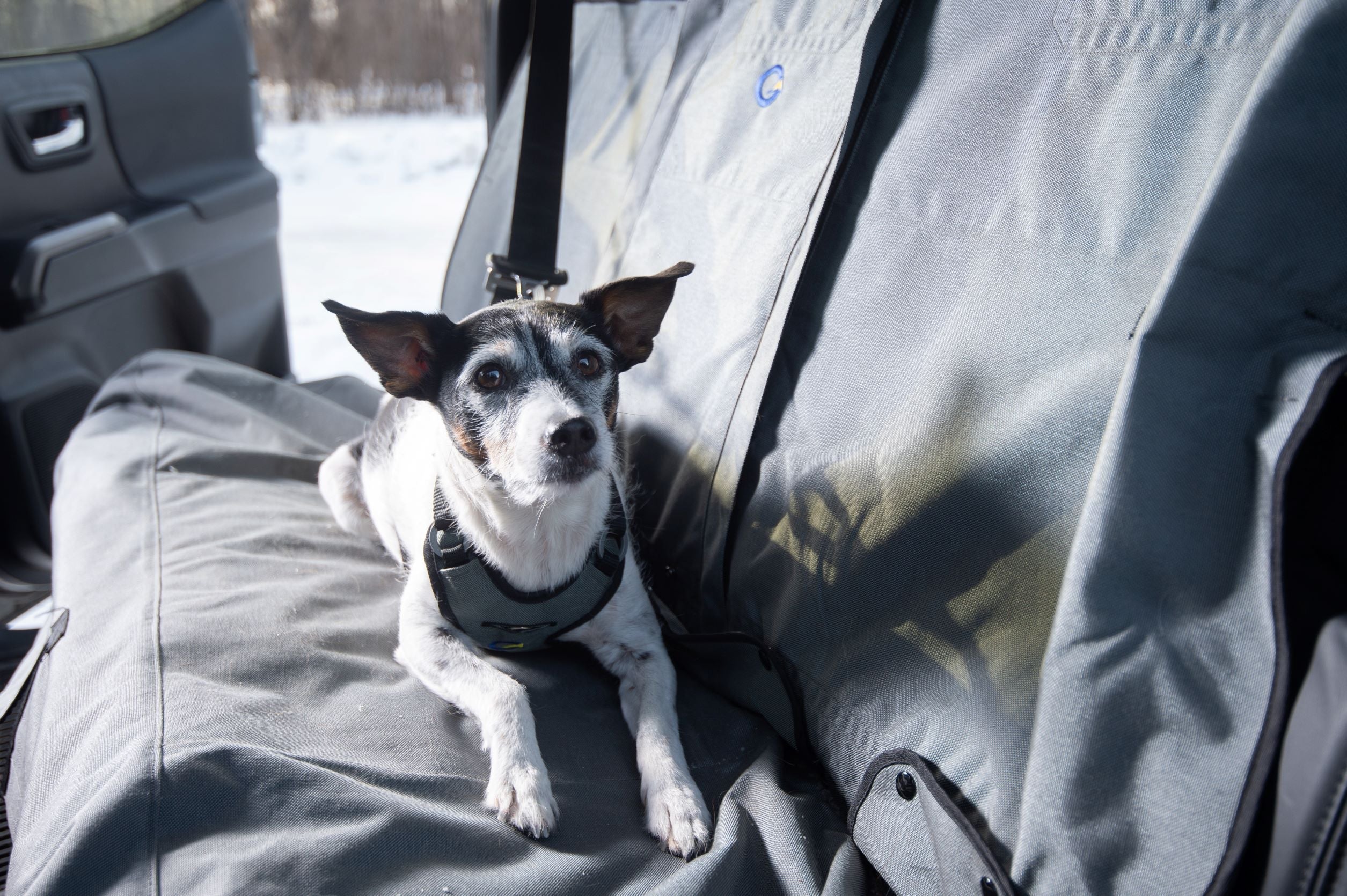 OG Defender Harness - Crash Rated Dog Harness