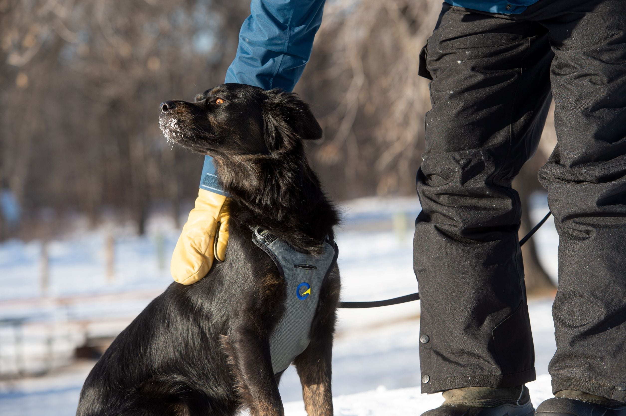 OG Defender Harness - Crash Rated Dog Harness