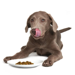 Smack Dehydrated Dog Food - Caribbean-Salmon Fusion