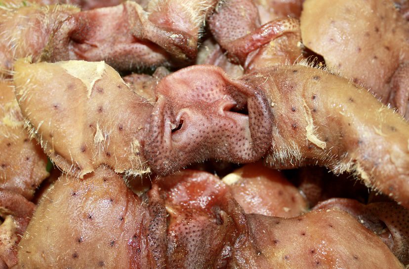 Dehydrated Pork Snouts